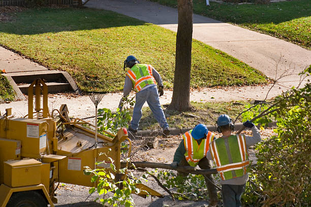 Best Tree Removal  in Energy, IL