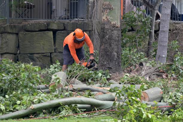 Tree and Shrub Care in Energy, IL